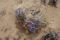 Iris tenuifolia