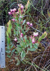 Boronia barkeriana