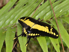 Heraclides thoas cinyras