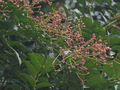 Zanthoxylum avicennae