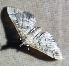 Nacoleia rhoeoalis