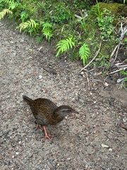Gallirallus australis australis