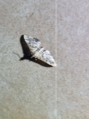 Nacoleia rhoeoalis