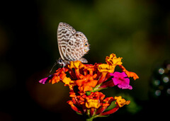 Leptotes pirithous