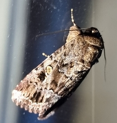 Spodoptera umbraculata