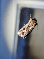 Spodoptera umbraculata