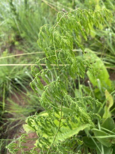 Edible Asparagus (Asparagus edulis)