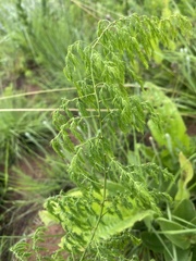 Asparagus saundersiae