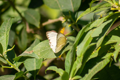 Ascia monuste monuste