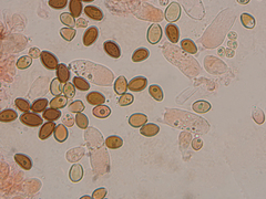 Psilocybe gallaeciae