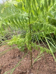 Asparagus saundersiae