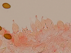 Psilocybe gallaeciae