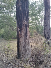 Eucalyptus marginata