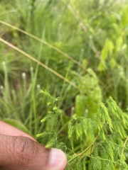 Asparagus saundersiae