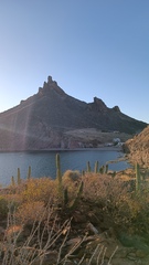 Stenocereus thurberi