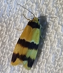 Stenoscaptia venusta