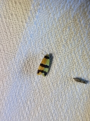 Stenoscaptia venusta