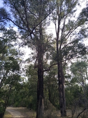 Eucalyptus marginata