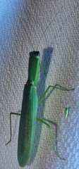 Orthodera ministralis