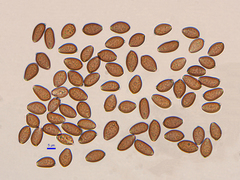 Psilocybe gallaeciae