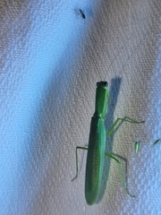Orthodera ministralis