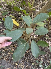 Ficus lutea