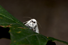 Acronicta leporina