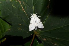 Acronicta leporina