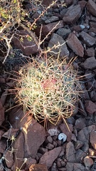 Ferocactus