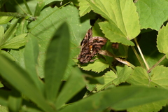 Autographa pulchrina