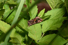 Autographa pulchrina