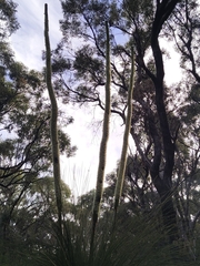 Xanthorrhoea preissii