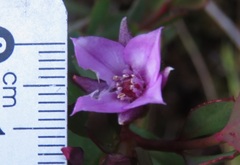 Boronia barkeriana