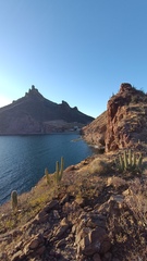 Stenocereus thurberi