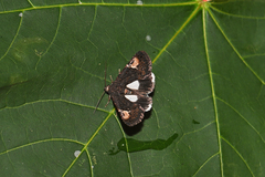 Aedia funesta