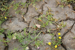 Uresiphita