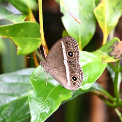 Mycalesis madjicosa