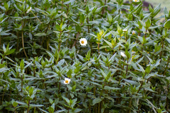Asteroideae