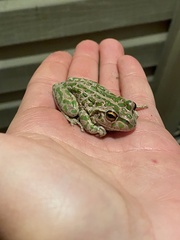 Ranoidea cyclorhynchus