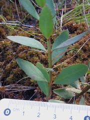 Boronia barkeriana