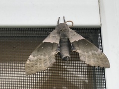 Pachysphinx modesta