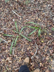 Hymenocallis occidentalis