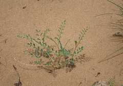 Corethrodendron fruticosum