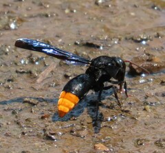 Synagris