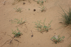 Corethrodendron fruticosum