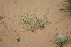 Corethrodendron fruticosum