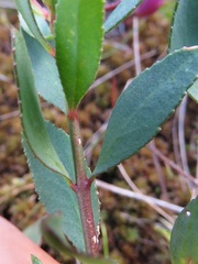 Boronia barkeriana