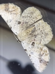 Aeolochroma quadrilinea