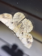 Aeolochroma quadrilinea