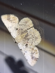 Aeolochroma quadrilinea